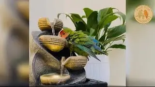 Parrot Enjoying Fresh Water 💧🦜 | Relaxing Moment