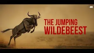 Epic Wildebeest Migration: Amazing Animal Moments in 4K | Real Sounds African Safari