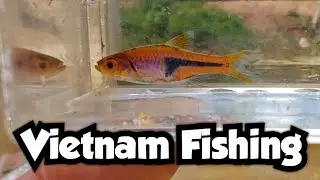 Catching a Beautiful New Species While Microfishing | Lambchop Rasbora | Vietnam Fishing 🇻🇳