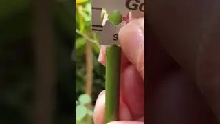 #grafting #rose#plantreproduction #science