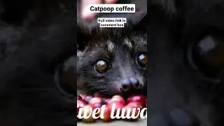 #catpoop #coffee #copiluwak #organic #coffeelover #coffeeaddict #flavouredcoffee  #healthylifestyle