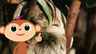 StoryZoo | StoryZoo in The Zoo | Learn About The Sloth Couple 2 | Educational Videos for Children