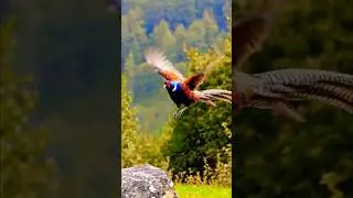 energetic Amherst pheasants featuring both the colorful male and graceful female Amherst pheasant