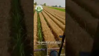 #sugarcanefarming #sugarcane #trenchmethod