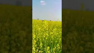 गांव का सुकून #farming #viral #followers#149k #gaonkilife#desisong