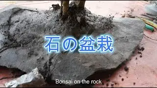 Bonsai batu alam!!Bonsai on the rock jepang!!buat pot bonsai jepang!!kreatifitas bonsai!!Uncle-by 5