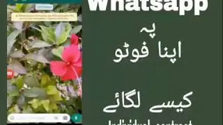 How to change Whatsapp wallpaper for an individual contract
