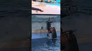 Dolphin hola hoop, dolpharium dubai
