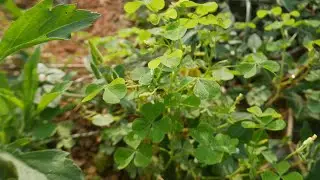 Yellow Wood Sorrel Is a Wonderful Herb! It Offers So Many Benefits
