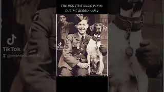 THE DOG THAT SAVED P.O.W's DURING WW2: SHORT DOCUMENTARY