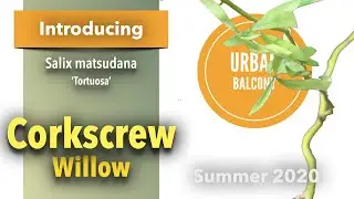 Corkscrew willow | Salix matsudana 