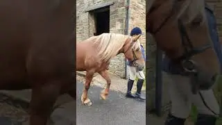 Class 2 - (Karen Goddard & Llanidan Melody)
