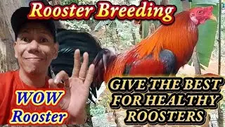 How I Raise Healthy Roosters | Tips for Strong & Happy Roosters 🐓🐓