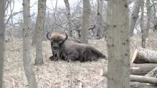 bizon wisent zuid kennermerland kraansvlak 23 2 2014