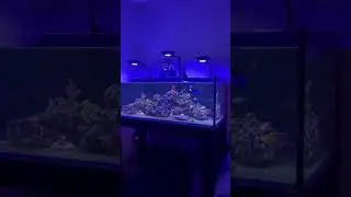 #reeftank #tangs #aquarium #saltwater