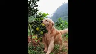 friendly dogs❤️😍#1785 #shorts#dogvideo  #fyp#happy #dog #doglover  #cutedog #friendlydogs #lovedogs