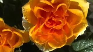 Preerian Keltainen Ruusu (Yellow Rose Of Texas) - Olavi Virta & Harmony Sisters