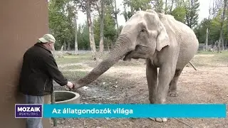Az állatgondozók világa – Mozaik