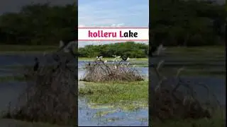 kolleru leke #kollerulake #kolleru #pooja #poojamam #geography