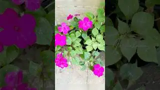 Busy Lizzie | Dark Pink Balsam | Impatiens walleriana🌸🌱 #shorts #garden #easytogrow