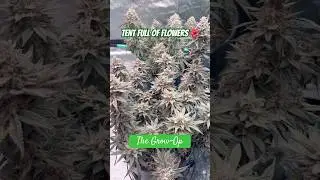 Ice cream Cake and Grandpas Cookies full bloom #plants #cannabiseducation #indoorplants