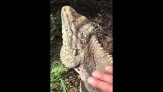 Reptile - my rock cuban iguana