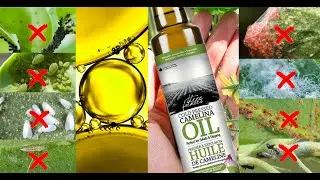 [ENG] Gardener's secrets. camelina oil spray a powerful eco insecticide for whitefly aphids ticks