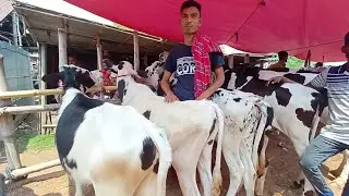 একটি আদর্শ বকনা চেনার উপায় এবং হাট থেকে বকনা বাছুরের দাম জানুন। গরুর হাট ২০২৩