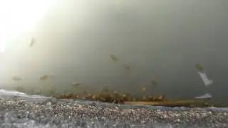水田の生き物 カイエビ①