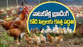 Метод брудингового выращивания для спасения цыплят | Country Chicken Farming & Brooding | Kishore...
