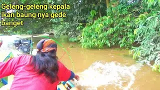 Geleng2 Kepala Lihat Ikan Baung Kuning Besar Banget!! Reel di buat menjerit