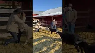 A Day in the Life✨&mdash; photo shoots and baby lambs