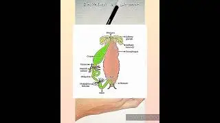 EXCRETION IN COCKROACH||MDCAT 2024||PMDC MDCAT 2024||BIOLOGY MDCAT||NMDCAT||NUMS 2024||SYLLABUS