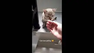 Cute and Funny Cat Videos (Compilation "Shorts" Video and Tiktok)