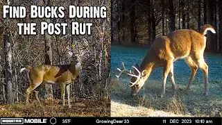 How to find Bucks during the Post Rut - Late Season Hunting Strategy