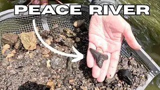 SHARK TOOTH HUNTING THE PEACE RIVER! - Multiple Megs!