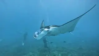 Manta Point, Нуса-Пенида | Спокойное погружение с мантами