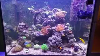 Jebao RW-15 in 240l Aquarium