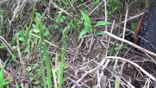 How to Find Wild Edible - Asparagus