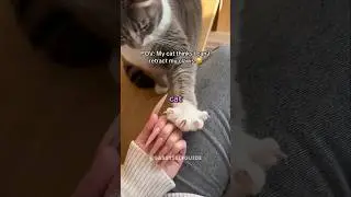 Когти у кошек 🤯