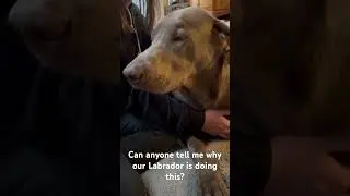 Why is Winnie the silver Labrador doing this? Can anyone tell us?