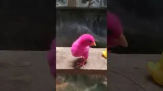 Pink Baby chicken and duck #duck #chicksrainbow #cutechicks #babychicken #ayamlucu #chicken