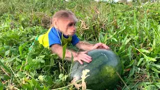 You Won’t Believe It! Mynu Discovers a Giant Watermelon During Fun Outing