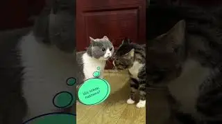 Не будь, як КотЕ, купуй квіти в FloristE❤️))