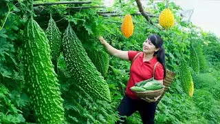 How To Harvest Bitter Melon, Sell It At The Market And Cook Dishes At Home | Tieu Vy Free Bushcraft