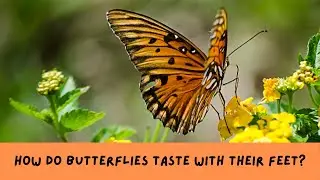 How Do Butterflies Taste with Their Feet?