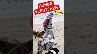 MISSION: HUNDE VERSTEHEN 🐕 #hundetraining #hund #hundeliebe