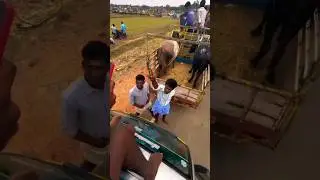 #cow #jallikattukalai #comedyshorts #palamedujallikattu #animals #maduraijallikattu #tamil #love #k4