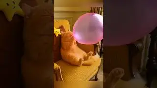 Funny Cat Blows Balloon Until It Pops 🎈➡ Turns Into Colorful Donut & Sprinkle Rain 🍩✨ #cat #shorts