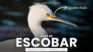 Los últimos días del verano entre aves migradoras en Escobar